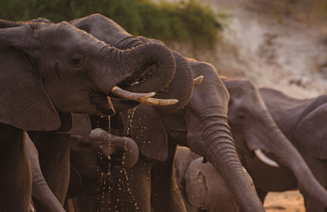 Safari Botswana